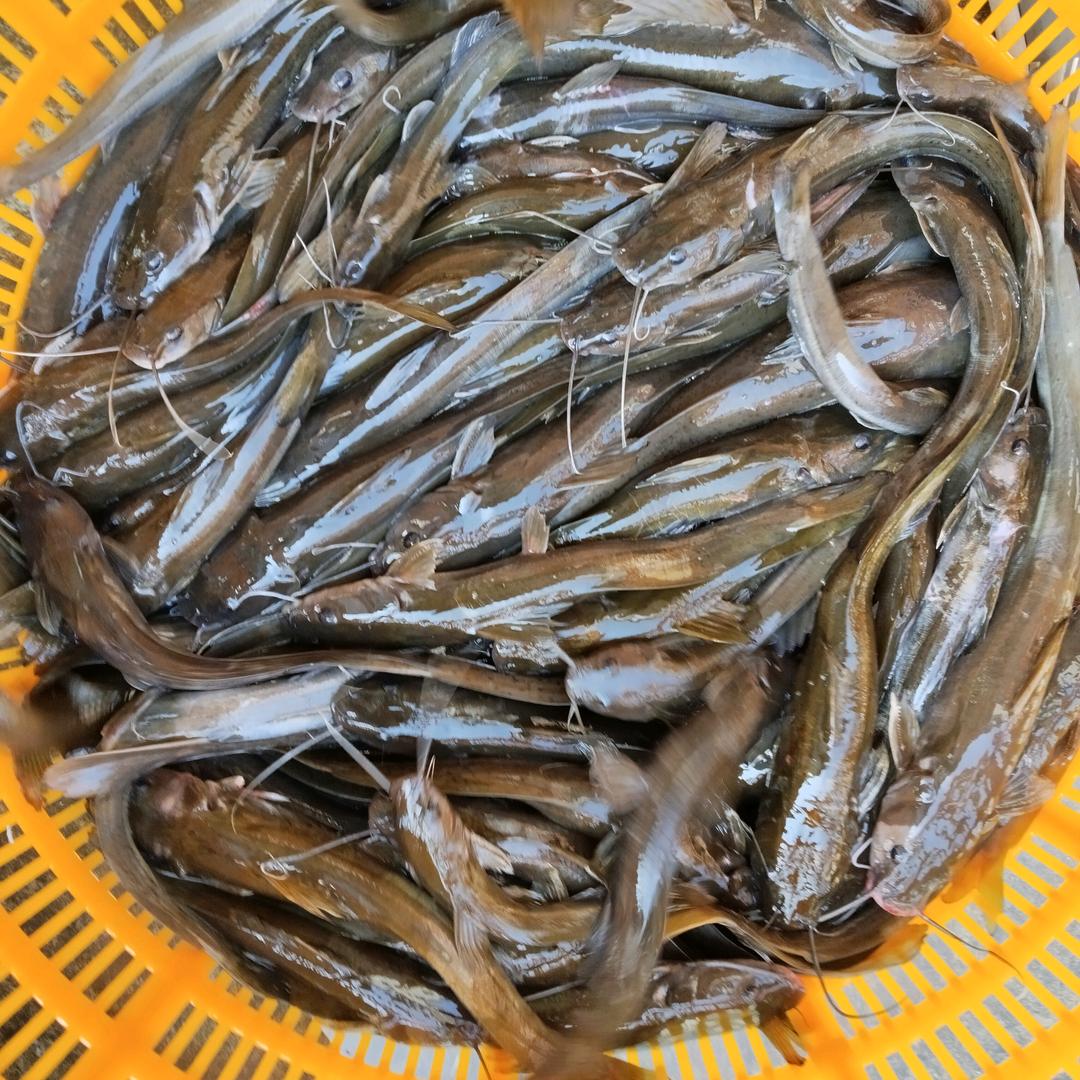 石胡子  石扁头  山黄 水蜂子