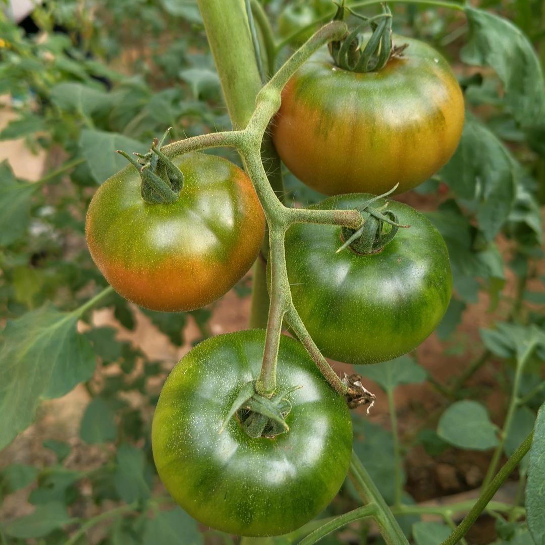 意田农业菩提种苗丁