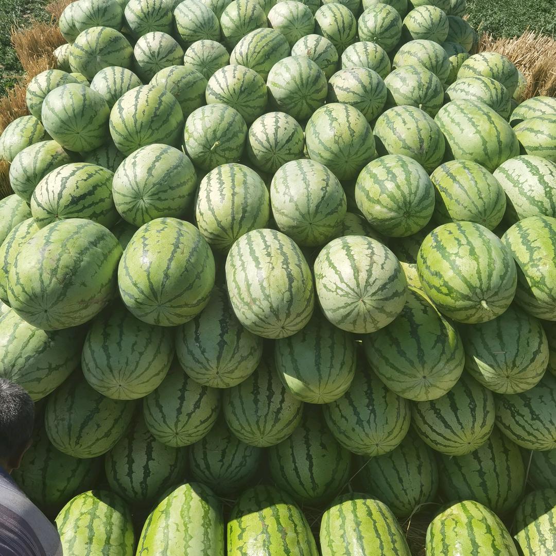 老许西瓜种植