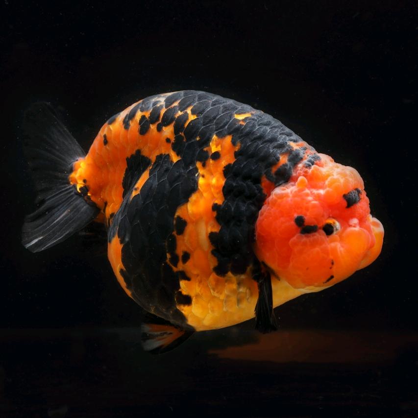 兰寿金鱼玩家