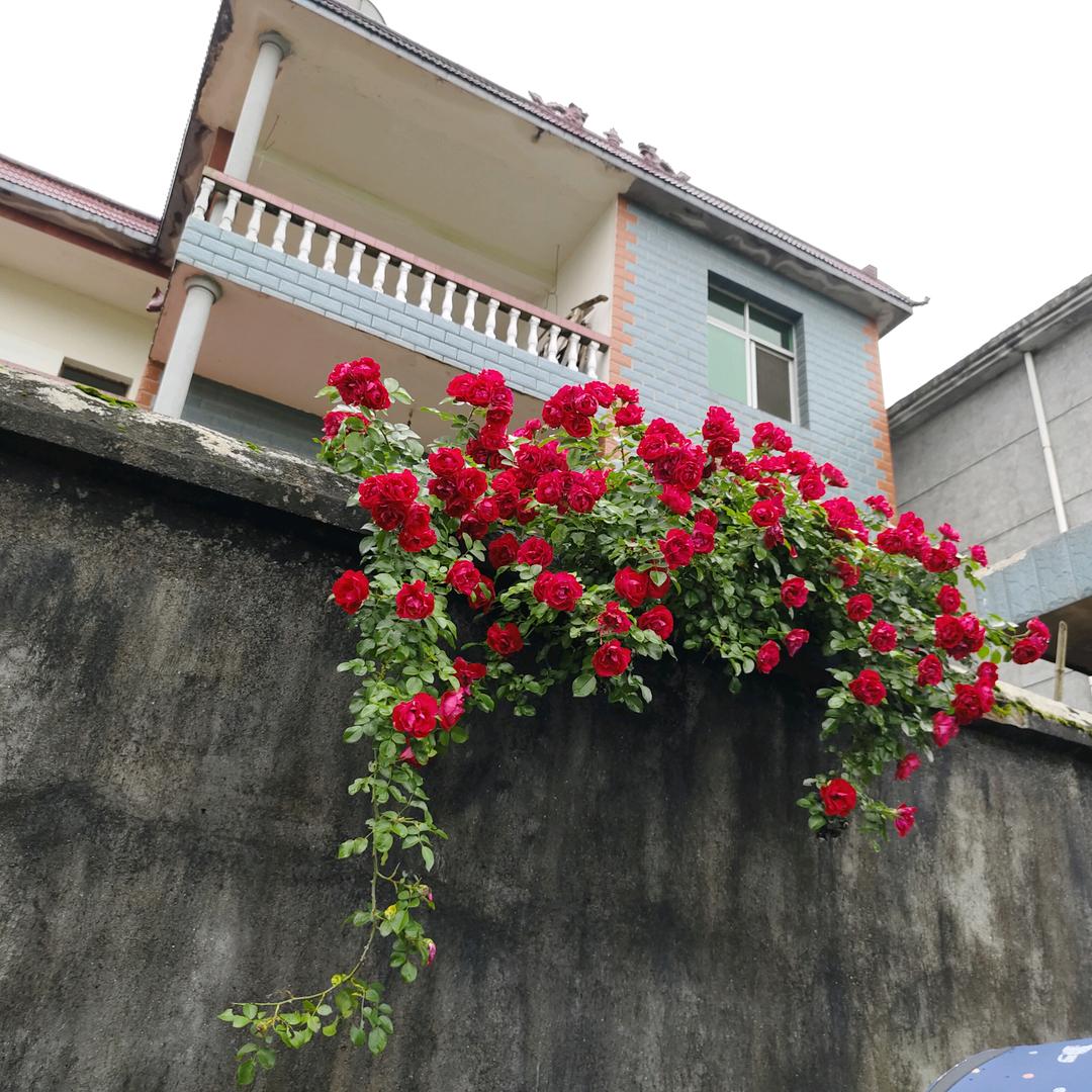 ⛈️🌹雨🌹过🌹天🌹晴🌹🌞