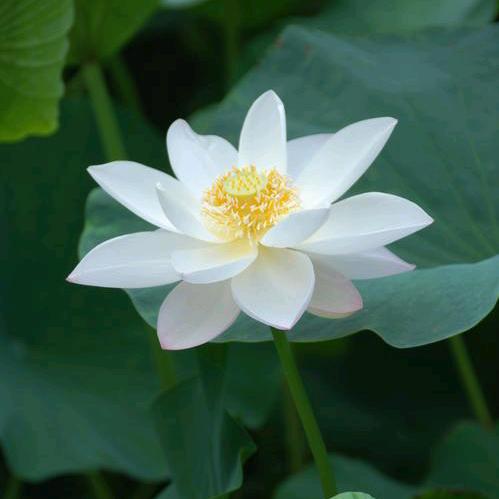 文殊菩萨😇