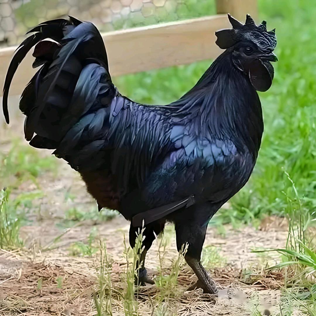 汇云生鲜坊