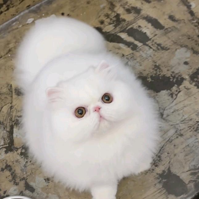 深圳五和加菲猫