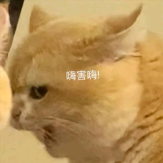 纯爱鸭嘴兽