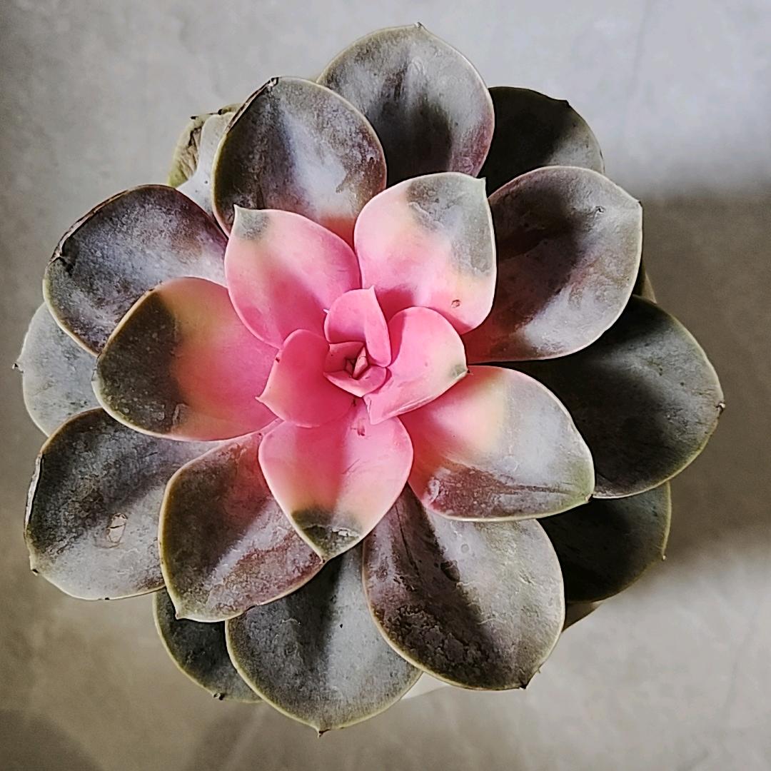 清雅