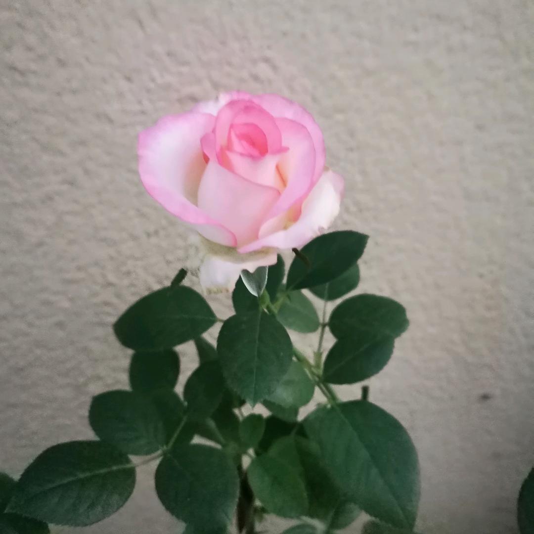 相守一生陪伴到老