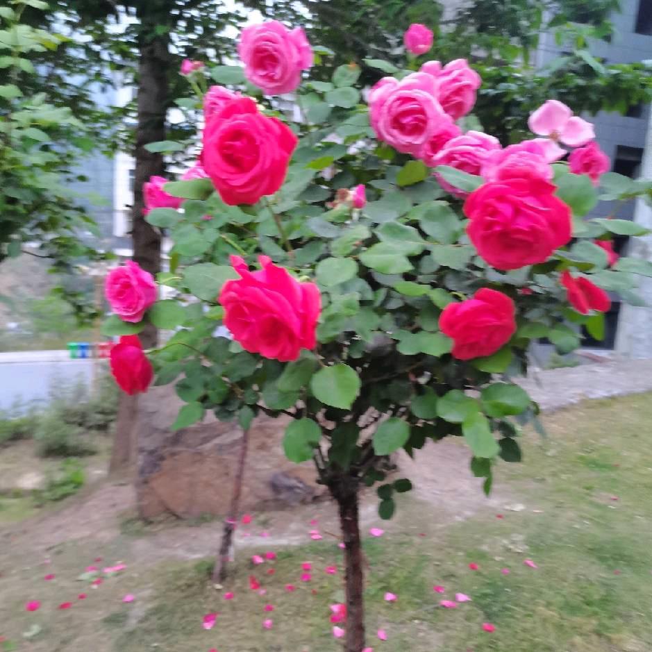 ₍˄·͈༝·͈˄*₎◞ ̑̑