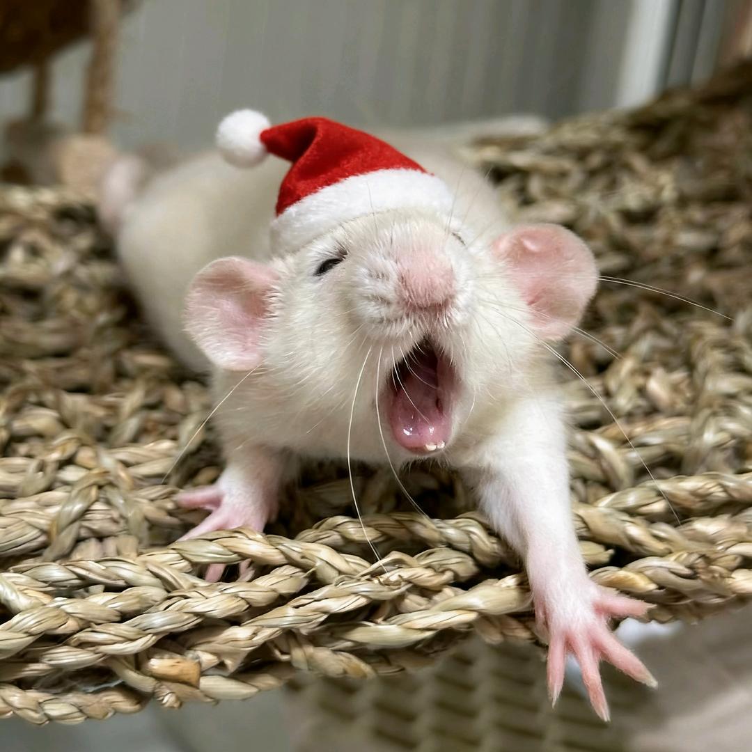 -卤蛋小盆友💤