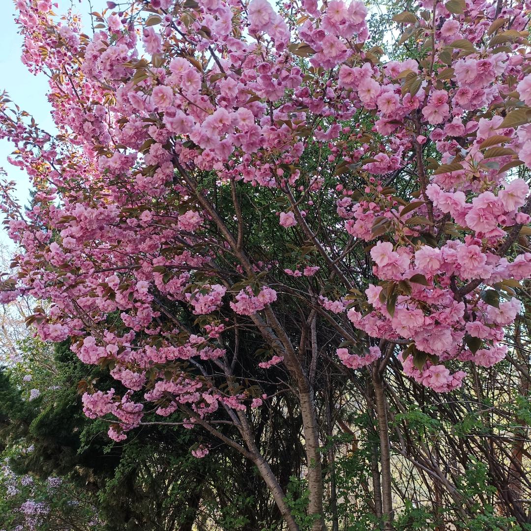 ༺ཌༀൢ梦幻༒天使ༀད༻