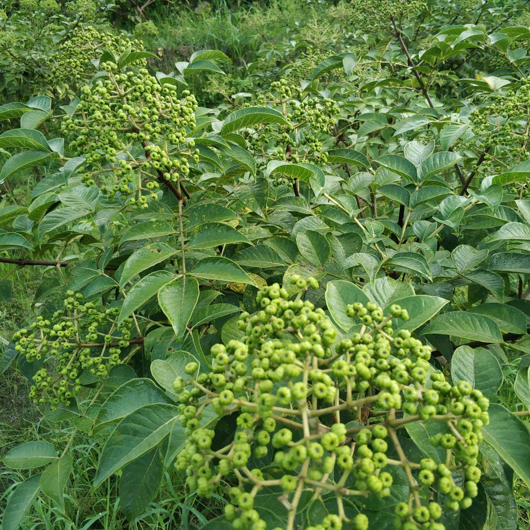 ꒰ঌ@小雨点໒꒱