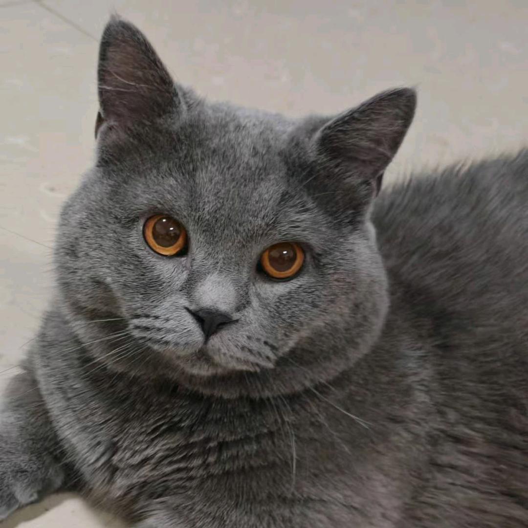 小咖