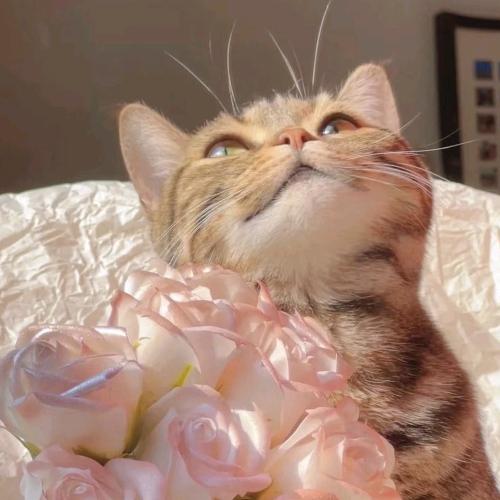 猫系奶啤