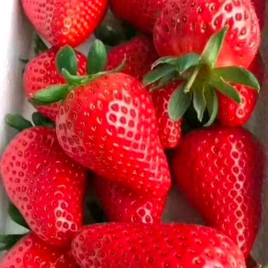 耿道祥草莓代办蒜种经销