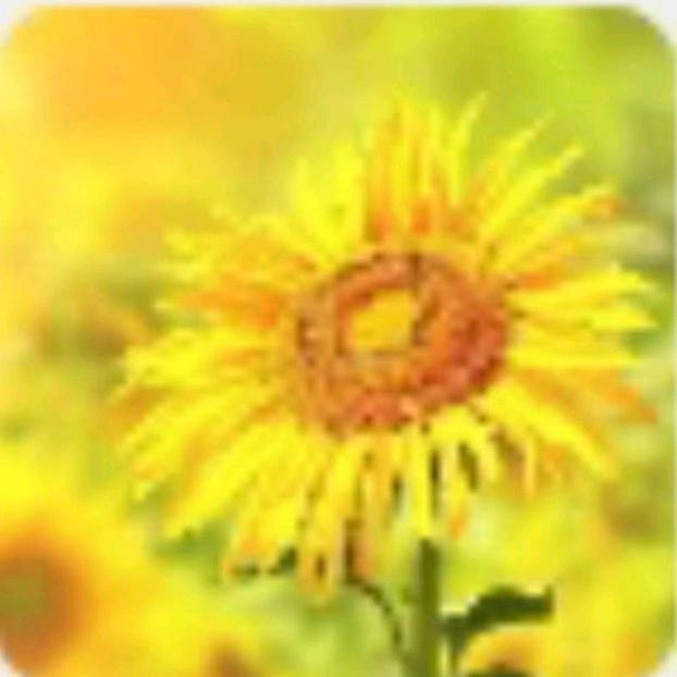 🍒水蜜桃菊花基地🍑