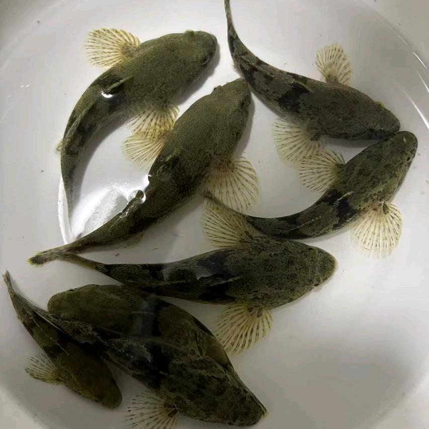 熙之炎水产基地