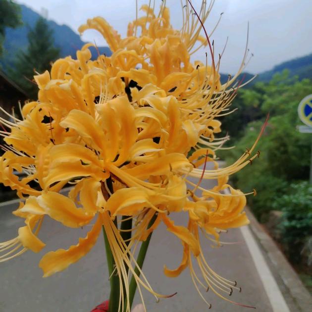 花开🌺