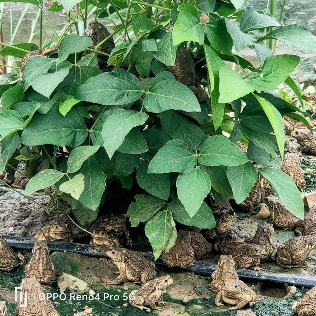 蟾蜍人工驯养（蛤蟆哥）