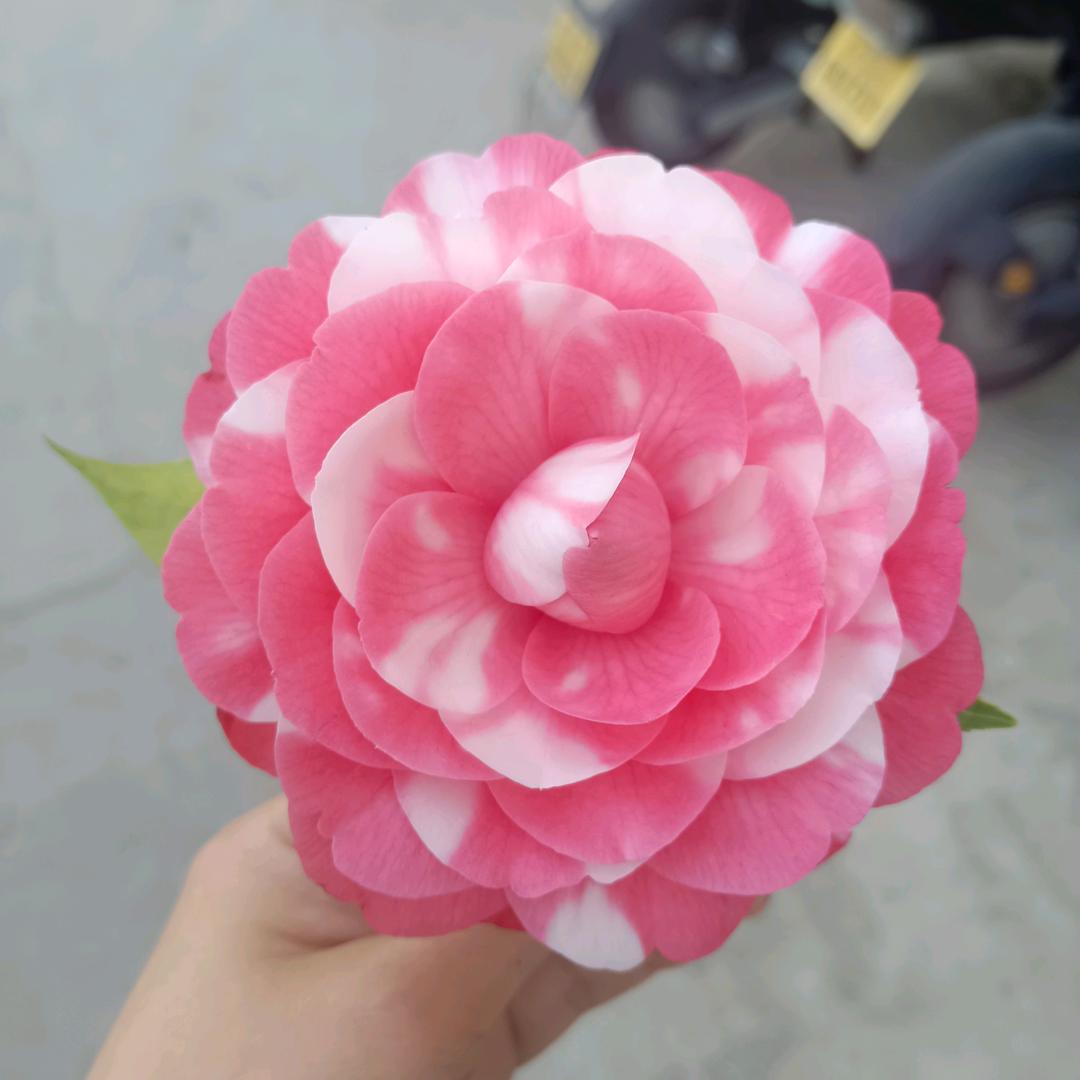 种自己的花🌸