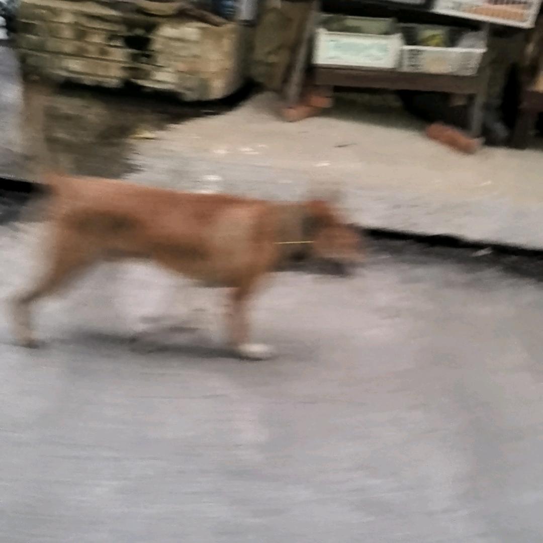 酸汤鱼