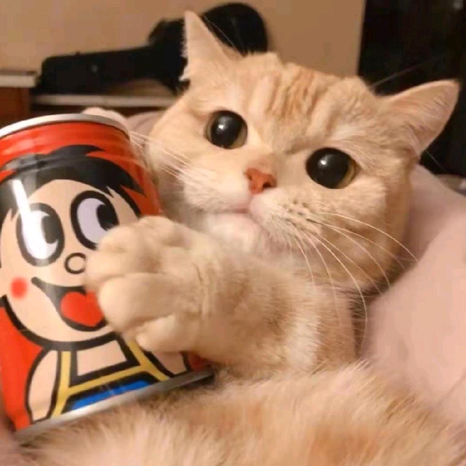小猫吃鱼