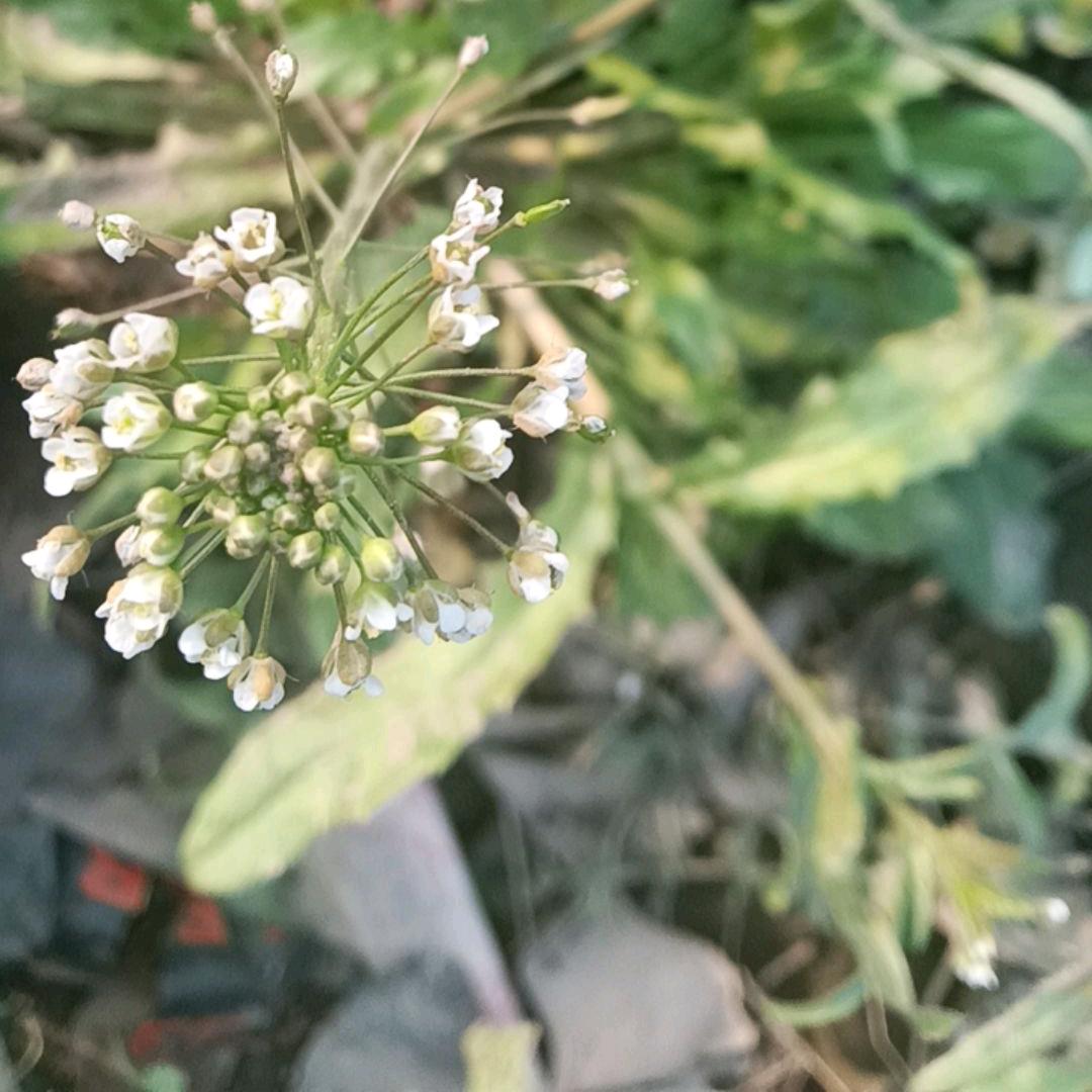 平平淡淡才是真的