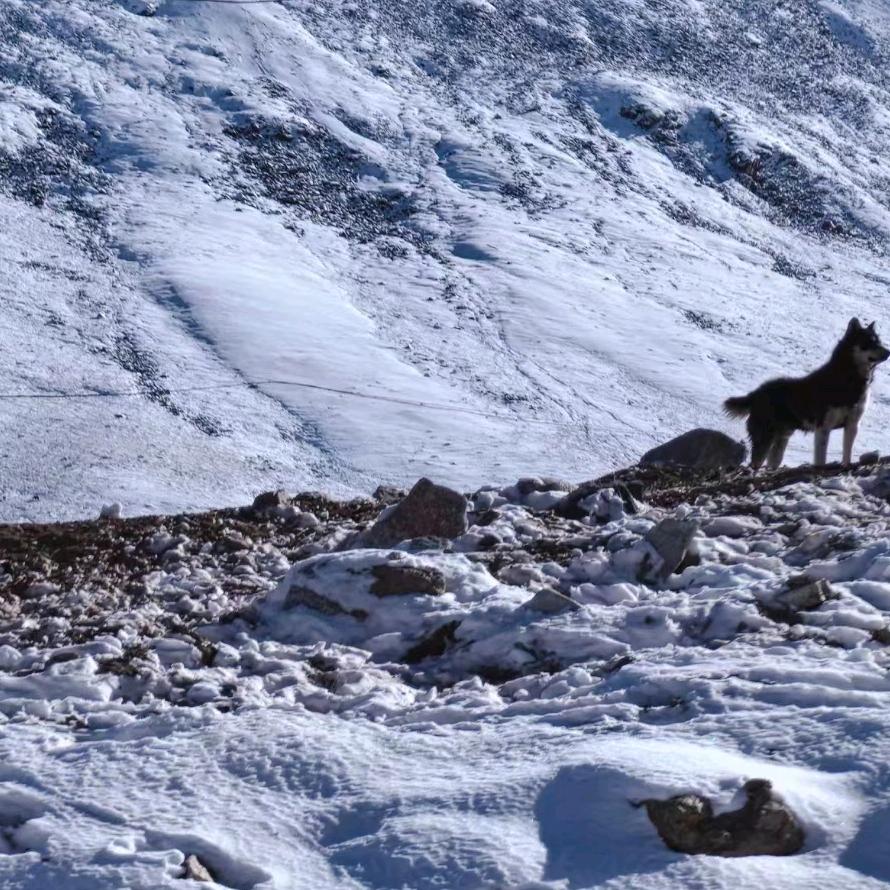 🍎为你而活🍎