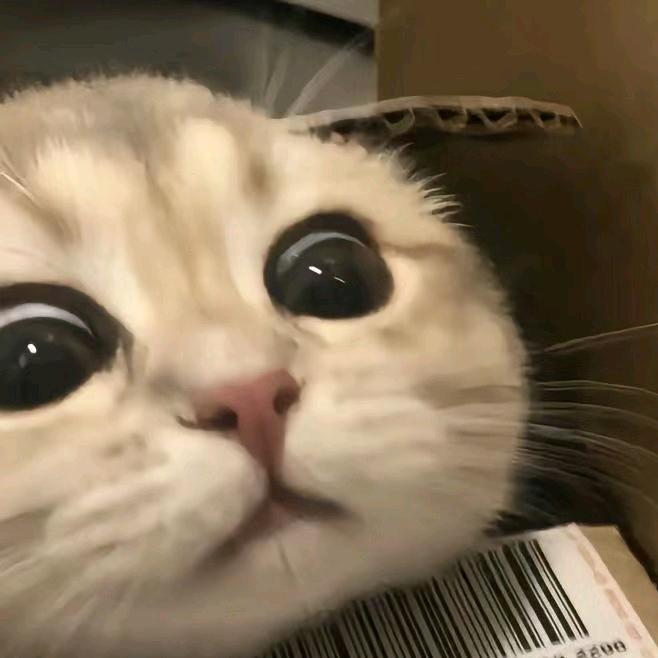 冷氷冰