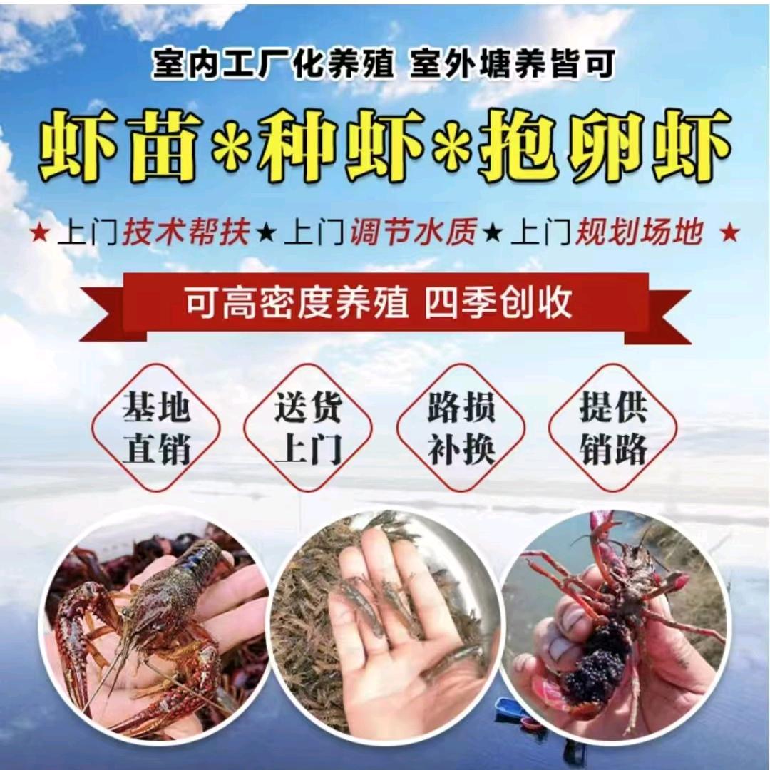 富农虾苗养殖基地