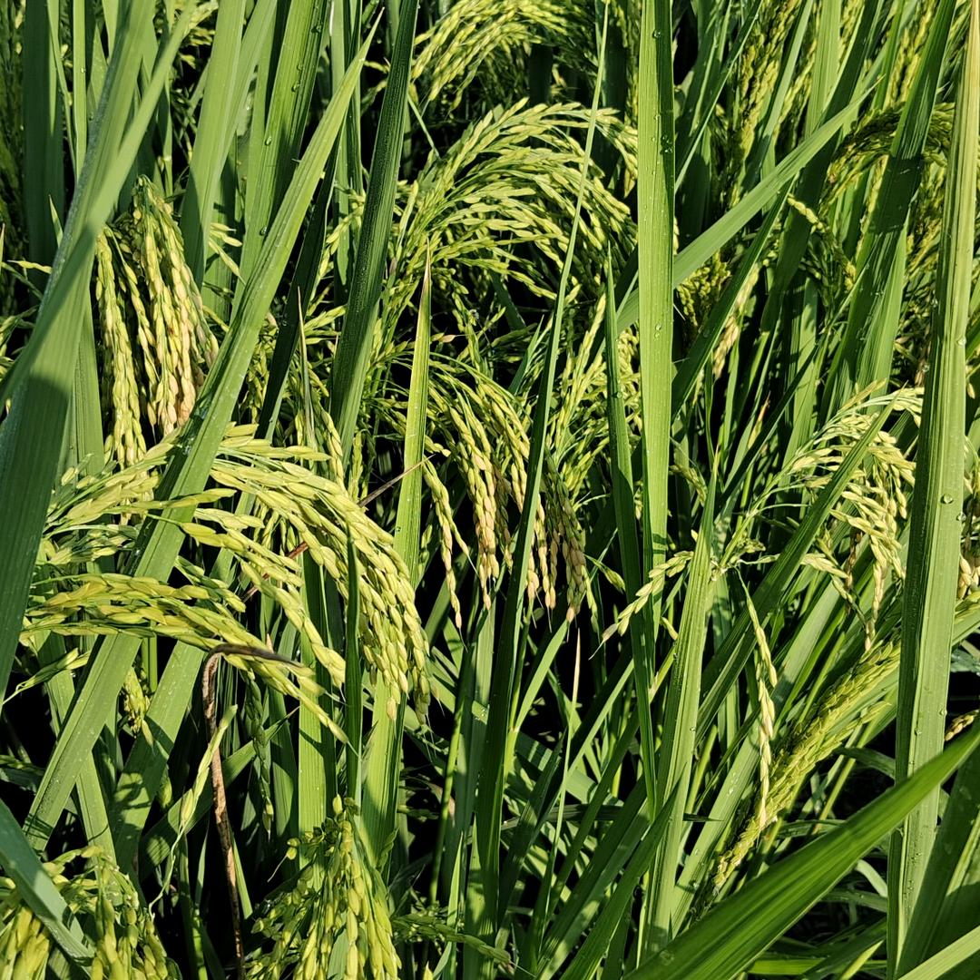 百味人生@🌺🌺🌺🌺