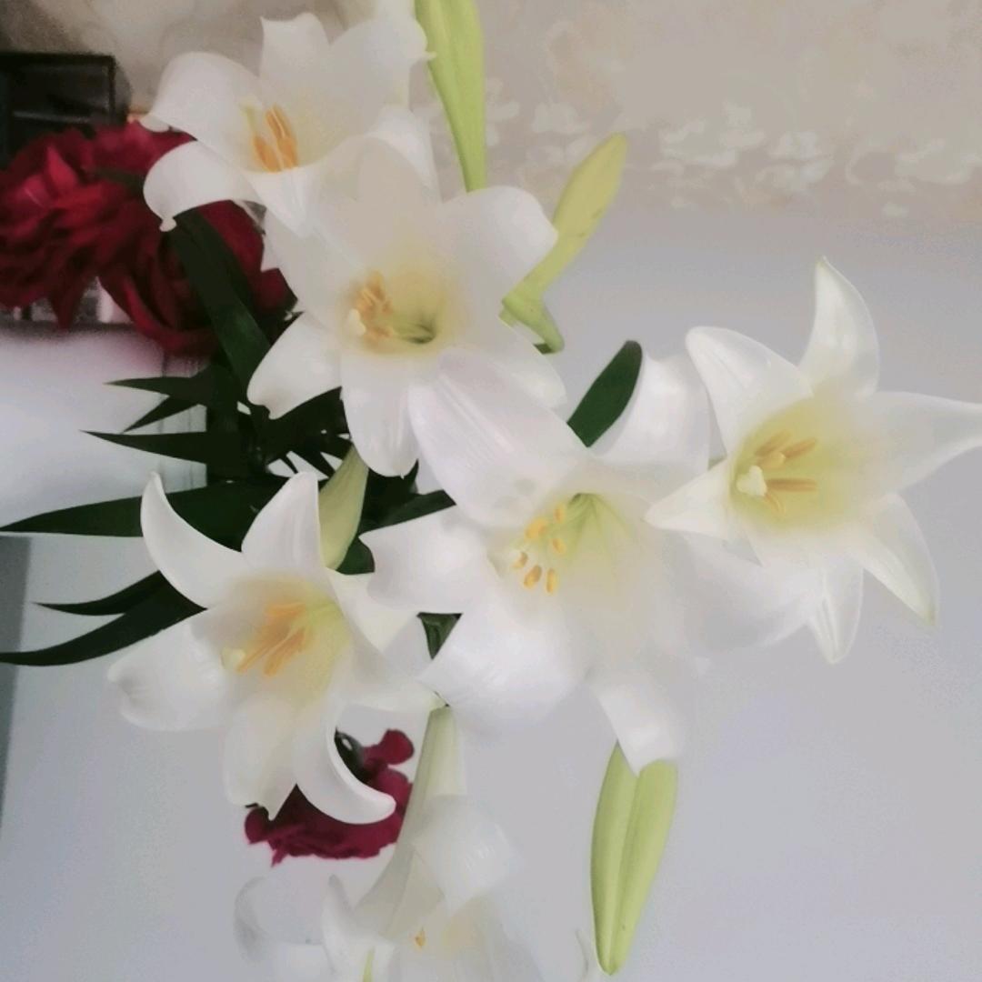 花开百合