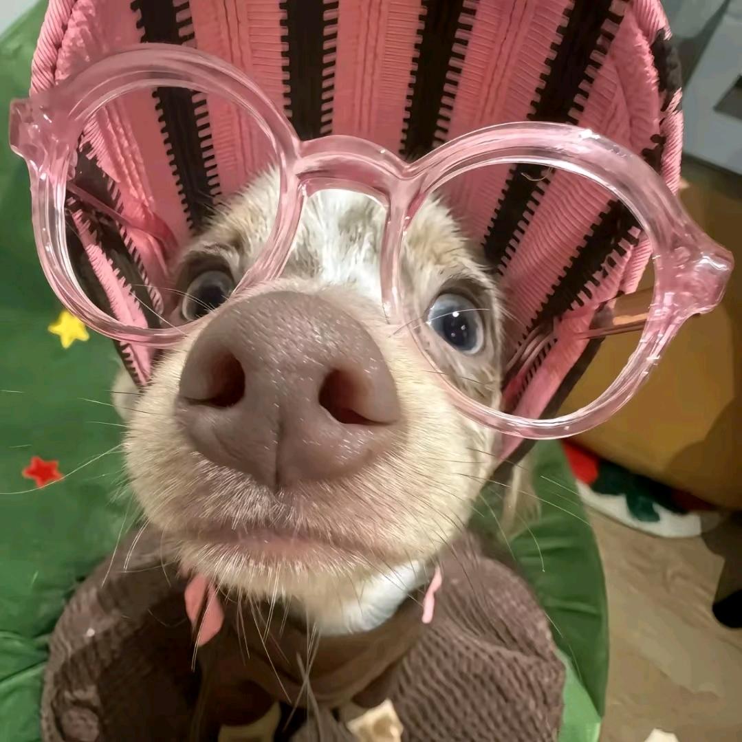 🦔（见过赵雷版）
