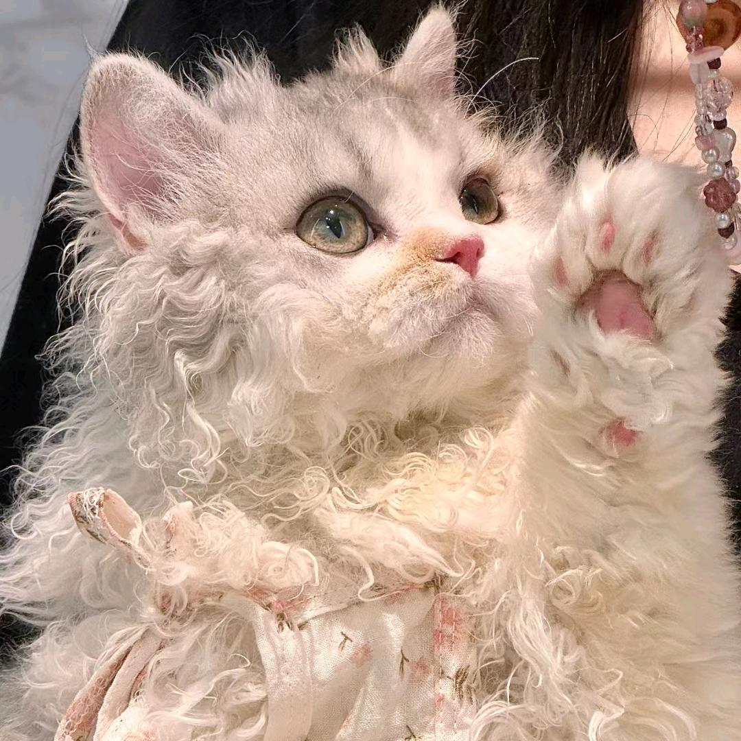 咕噜咕噜💙