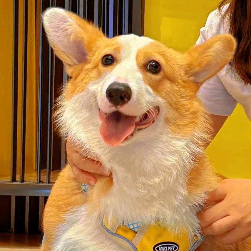 圆圆日记