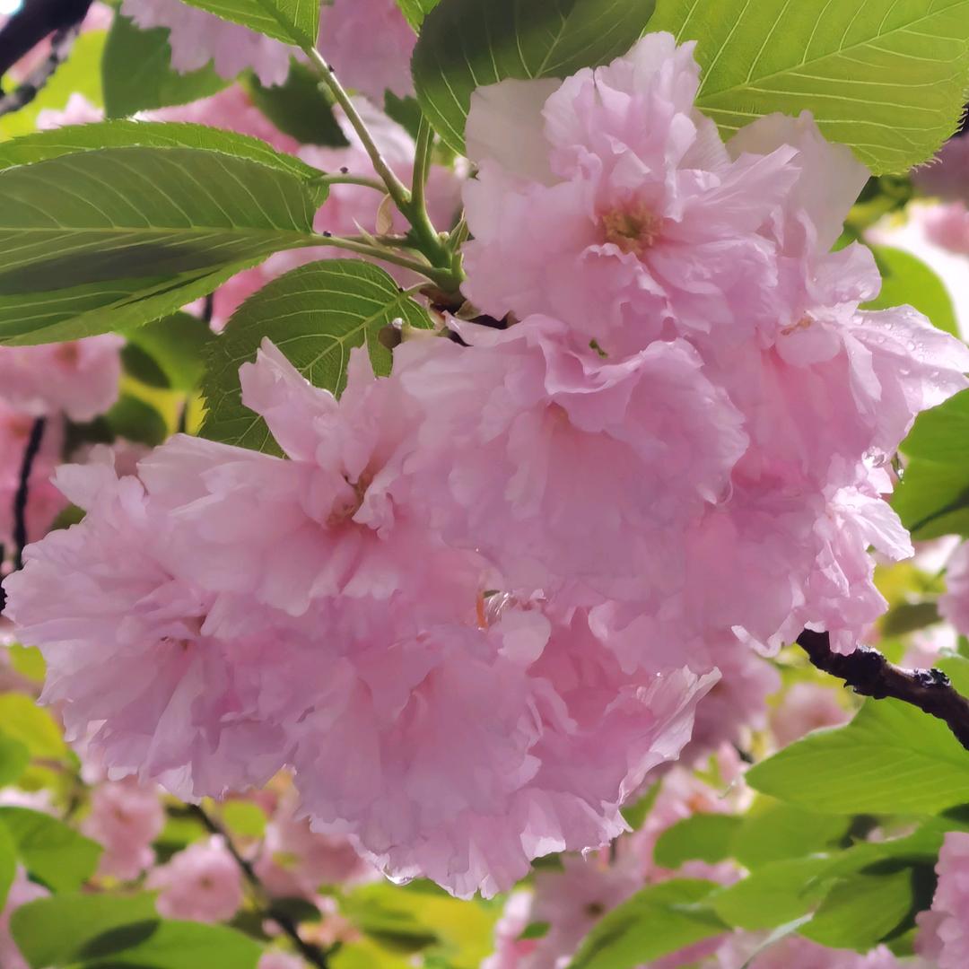 心想事成1361869589