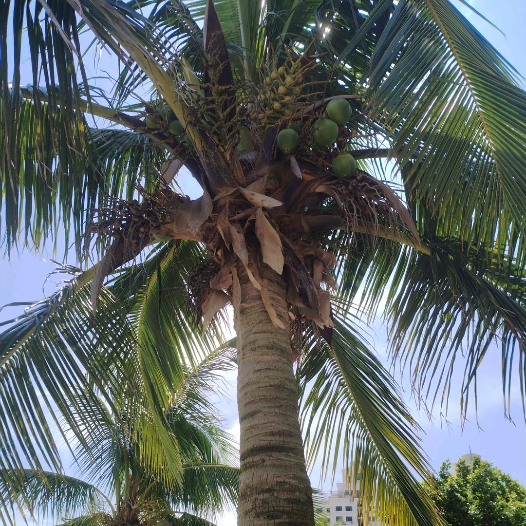 (≧∇≦)/柚子(≧∇≦)/