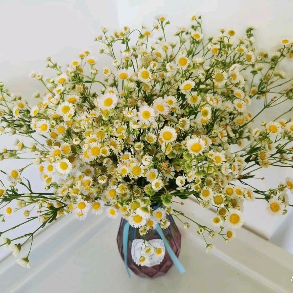 陈🌸🌸