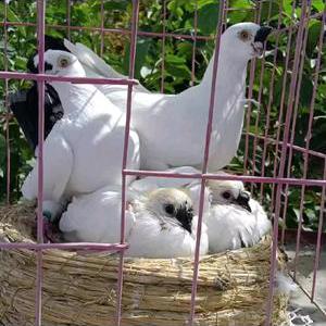 🏆🏅岳普湖县💯艾孜提力🏅🏆