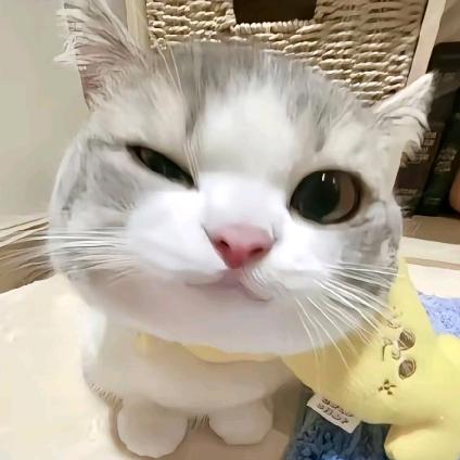 初思雪