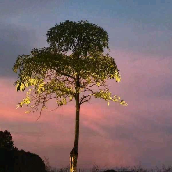 风雅