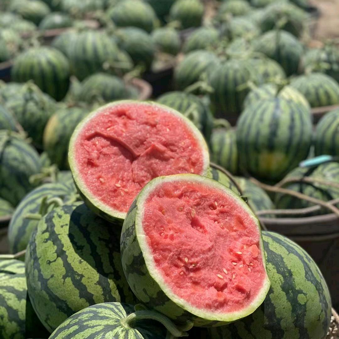 曹永辉麒麟瓜优选产地对接