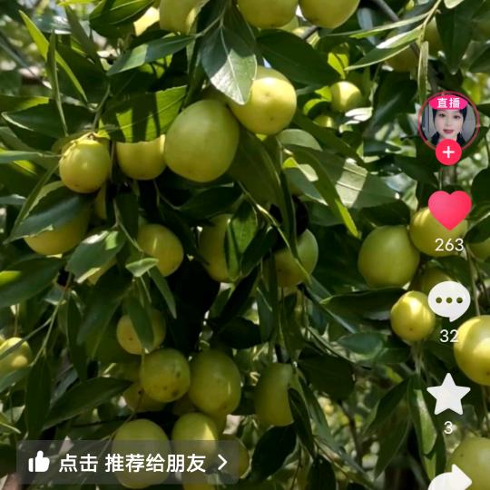 九月九的酒