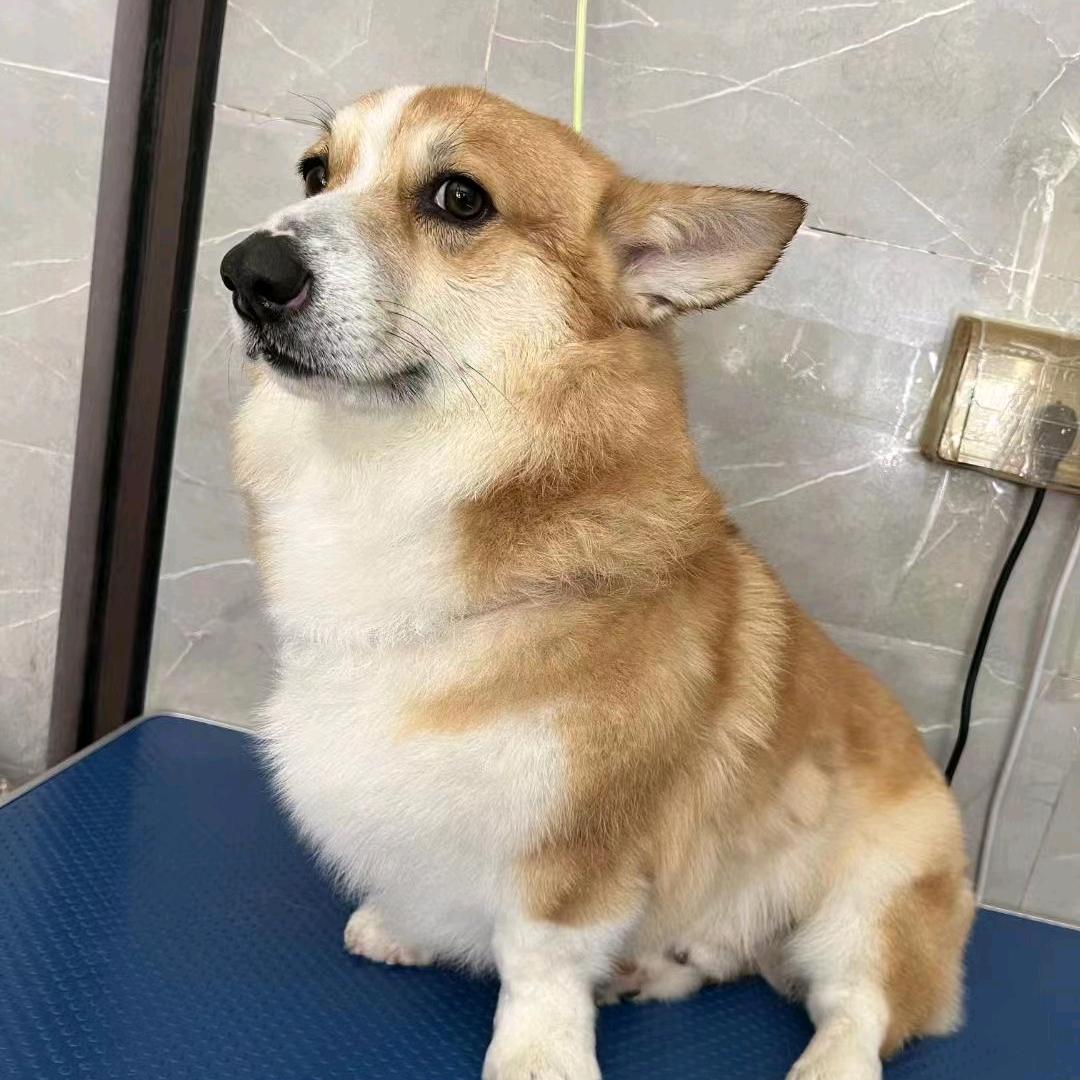 韩爬躲太经典了