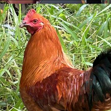 ——   づ    小财迷