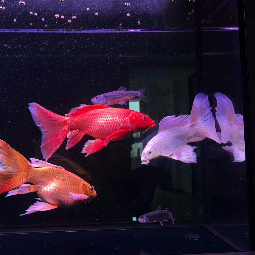 海海爱吃鱼（优质水族鱼食分享）