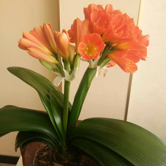 金安盾锂电池安防