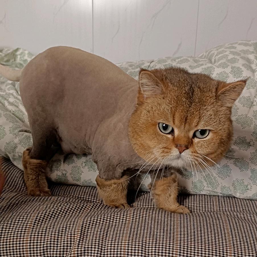 兔龙