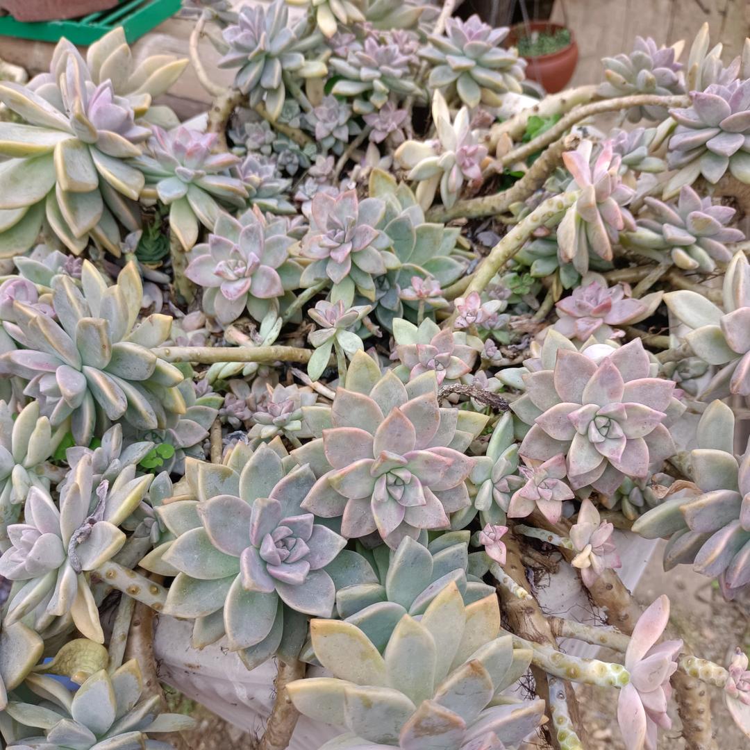 莉