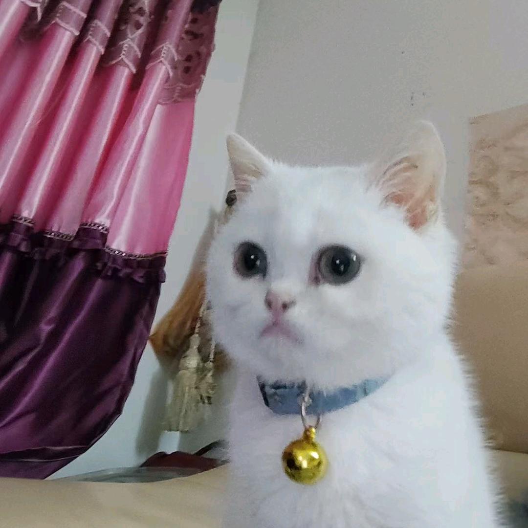 @小白