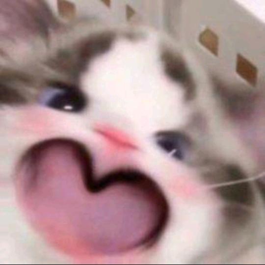 🌈小猫禾火人🐈